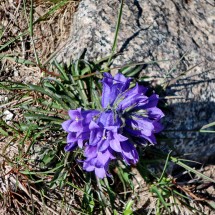 Beautiful flowers on the way